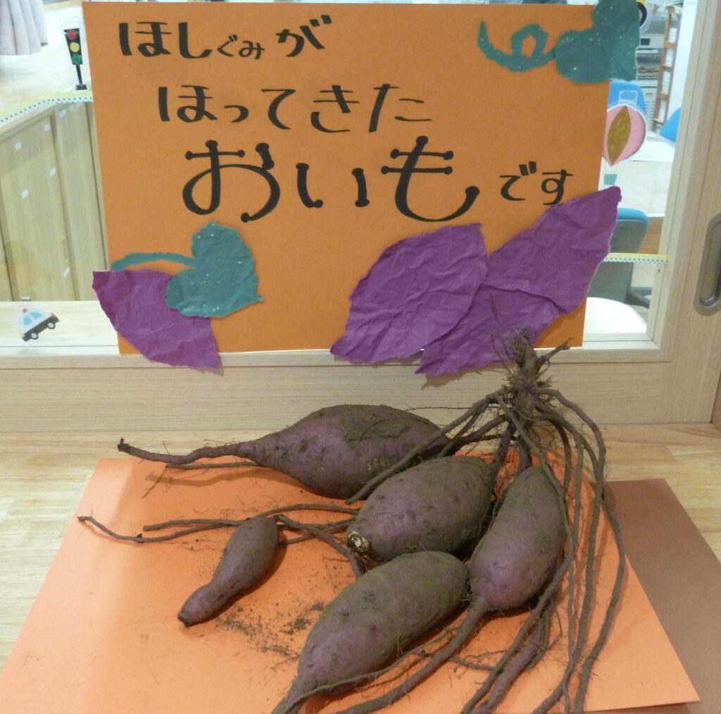 １０月２４日　４歳児芋ほり遠足