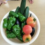 水遊び開きと野菜の収穫