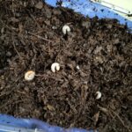 カブトムシの幼虫