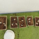 カブトムシの幼虫のお世話