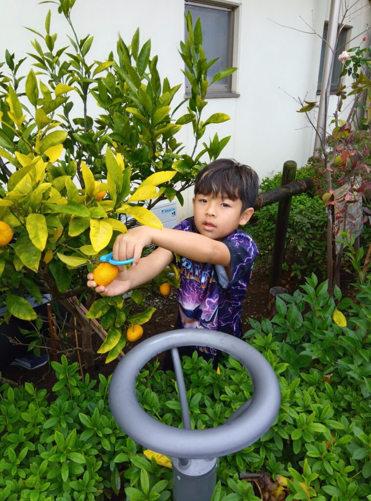 みかん狩り（５歳児そら組）
